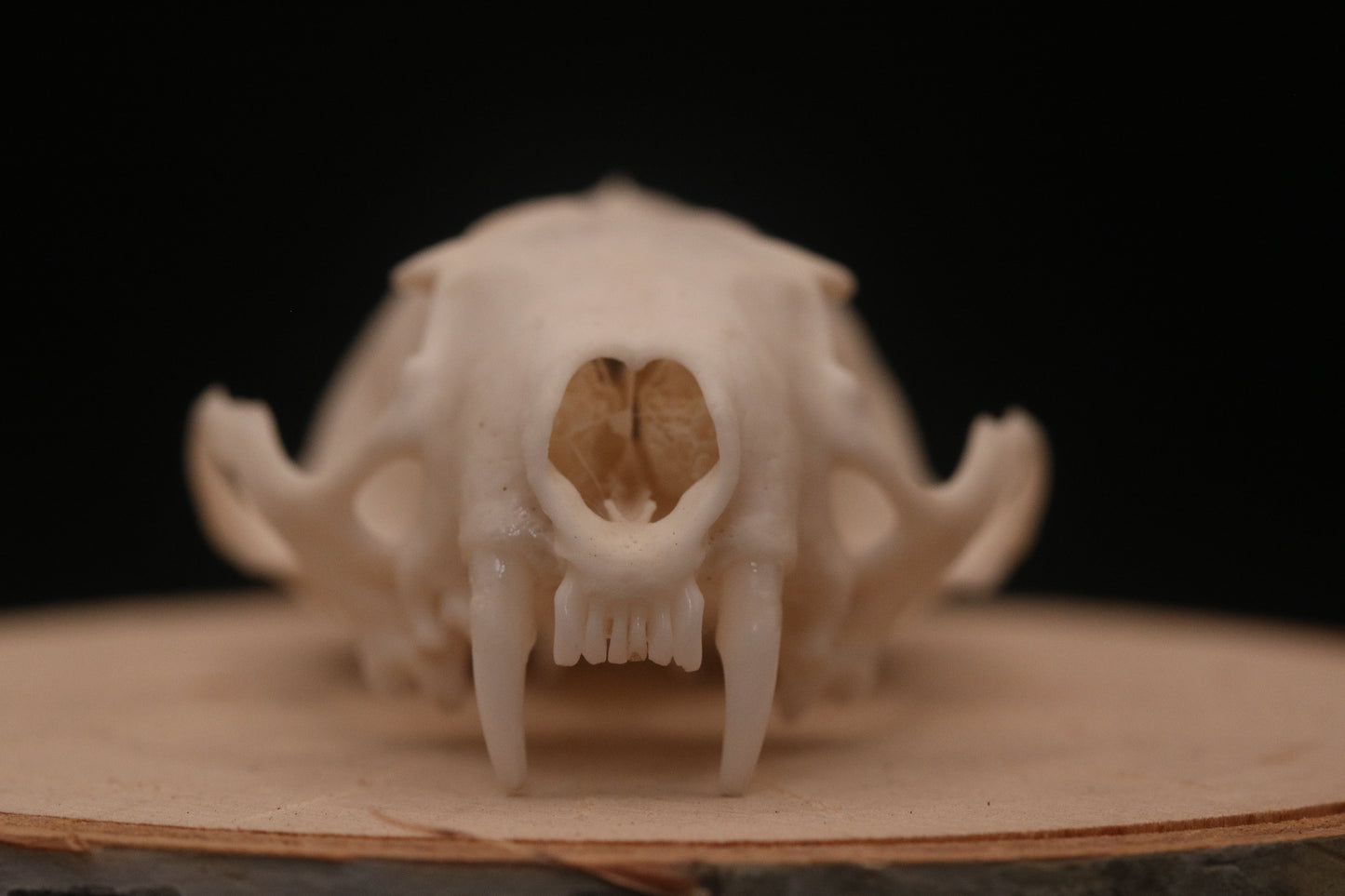 Mink Skull