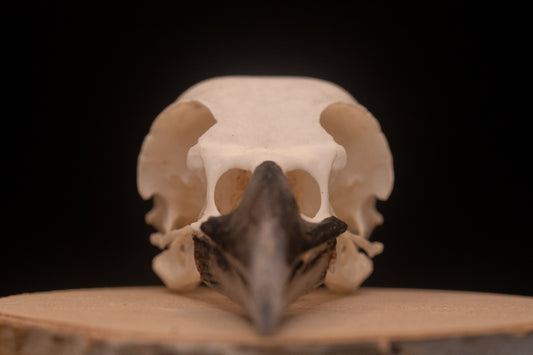 Crow Skull