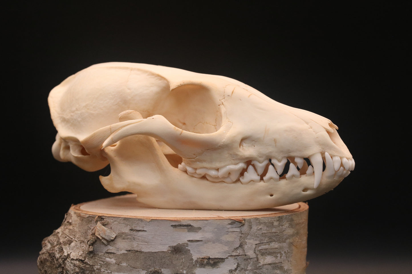 Fox Skull