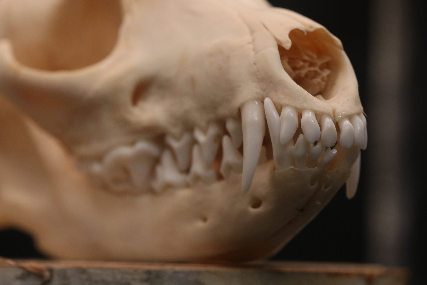 Fox Skull