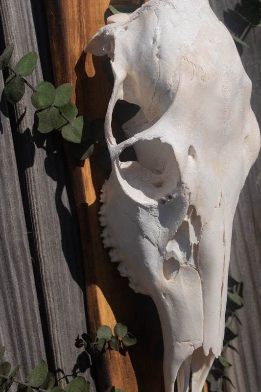 Whitetail Doe & Dried Eucalyptus