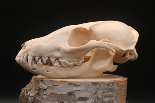 Fox Skull