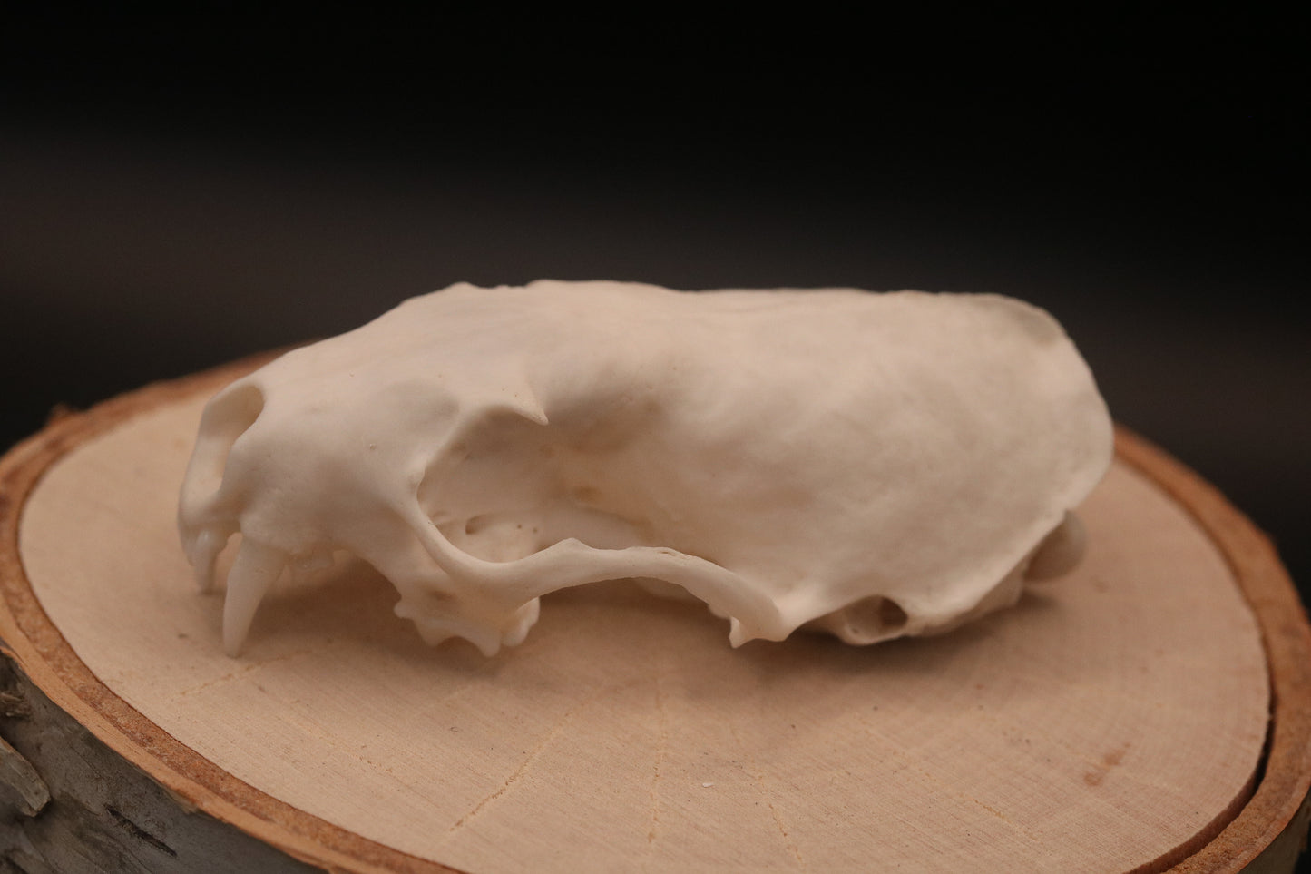 Mink Skull
