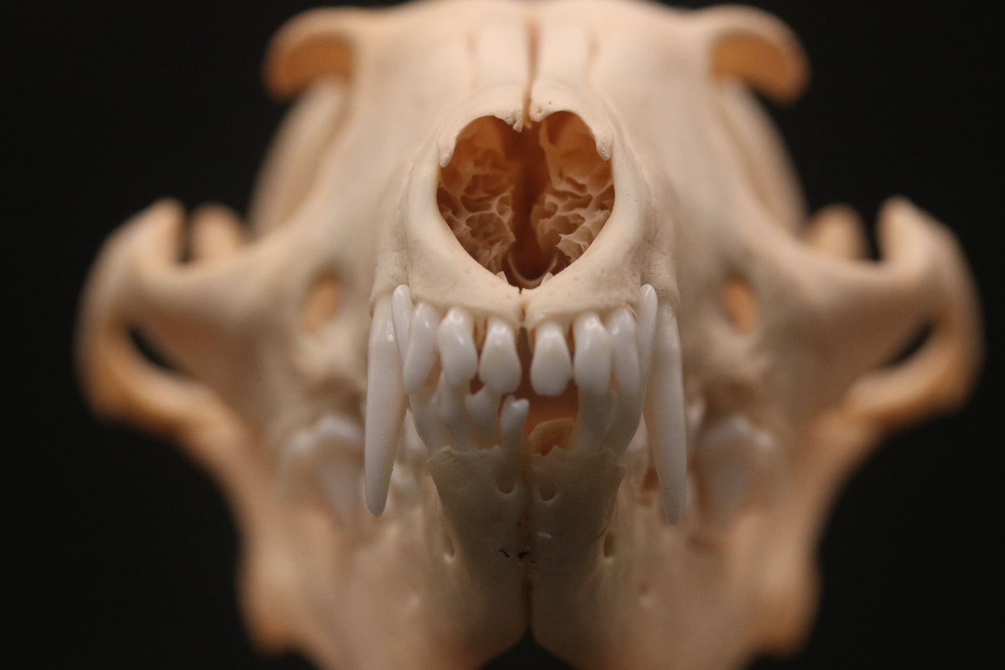 Fox Skull