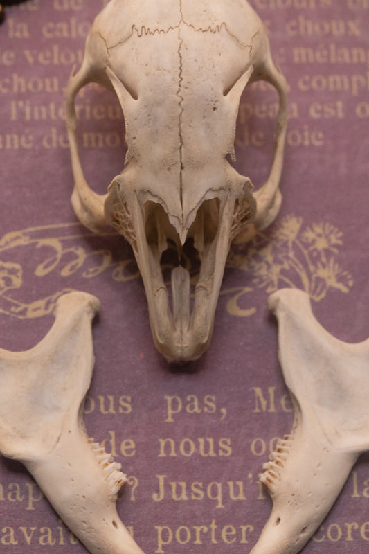 Framed Squirrel Skull