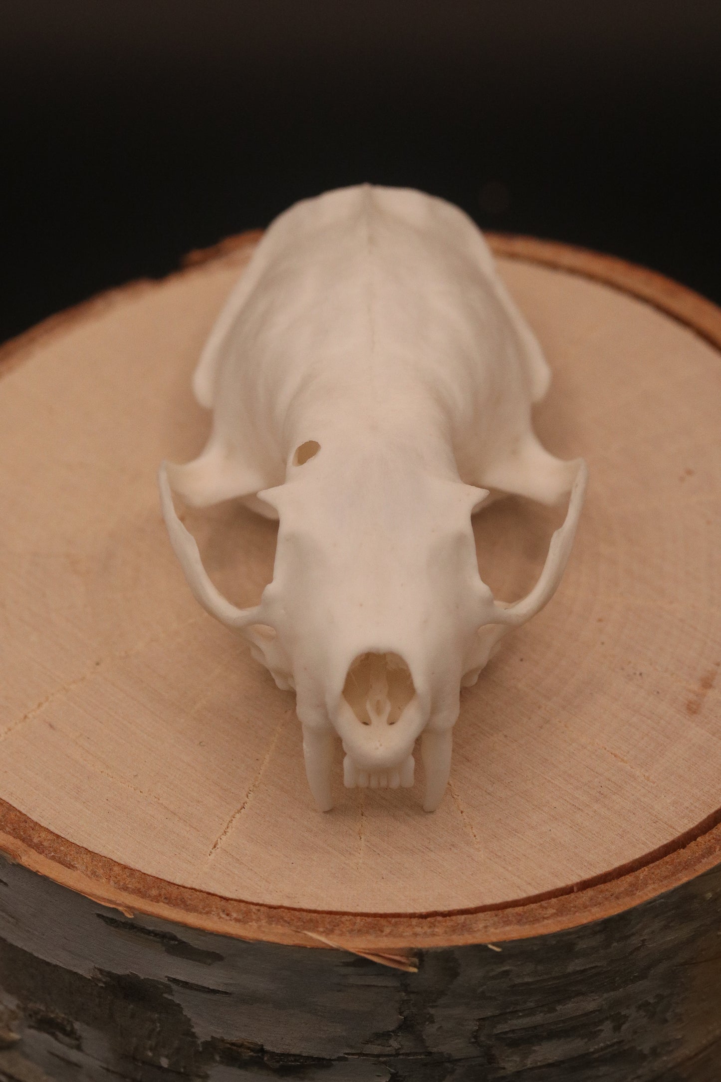 Mink Skull