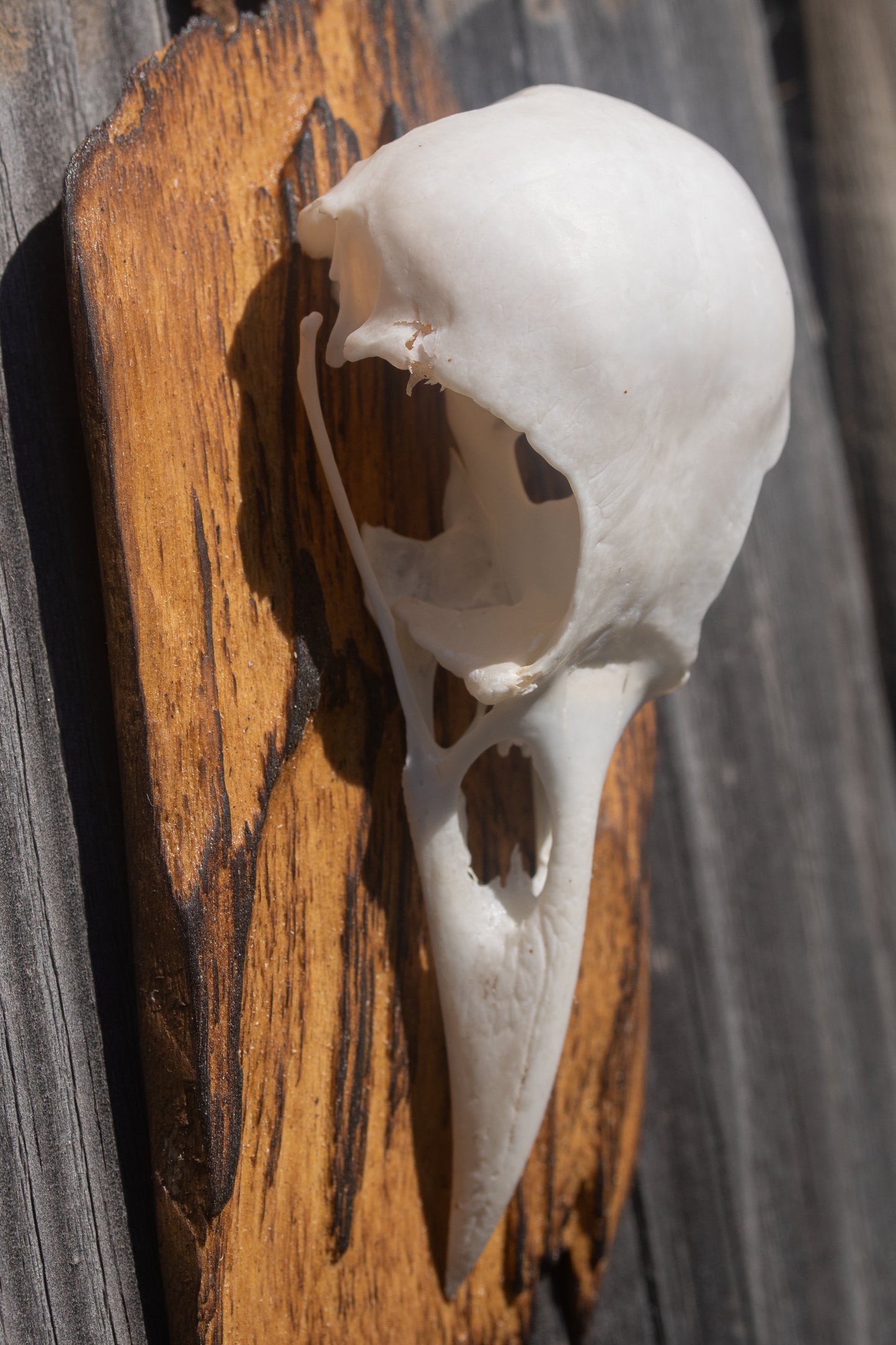 Simple Crow Skull Mount