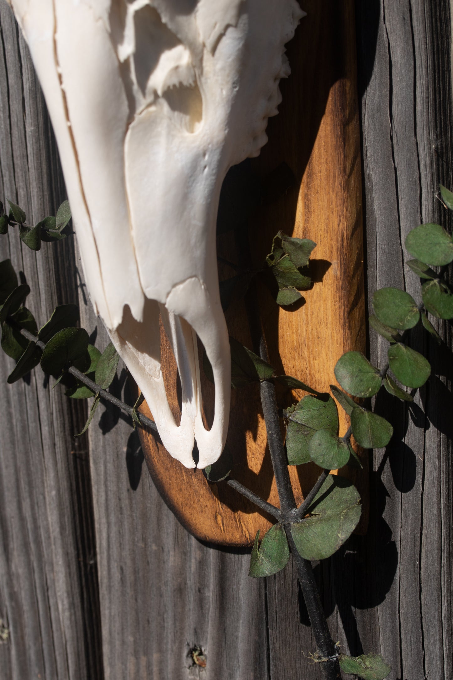 Whitetail Doe & Dried Eucalyptus