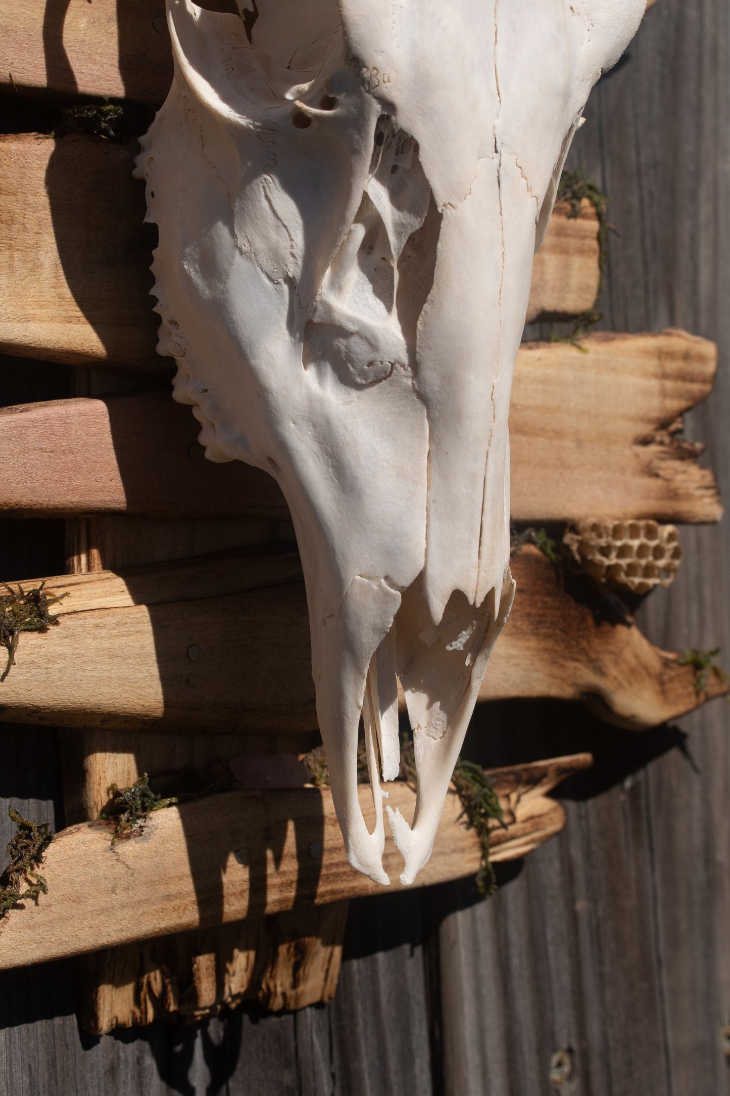 Deer Skull Mount - Fancy