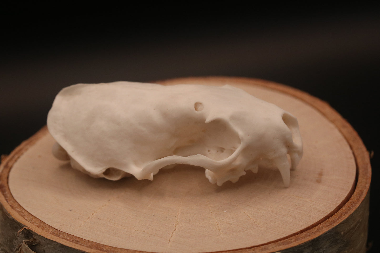 Mink Skull