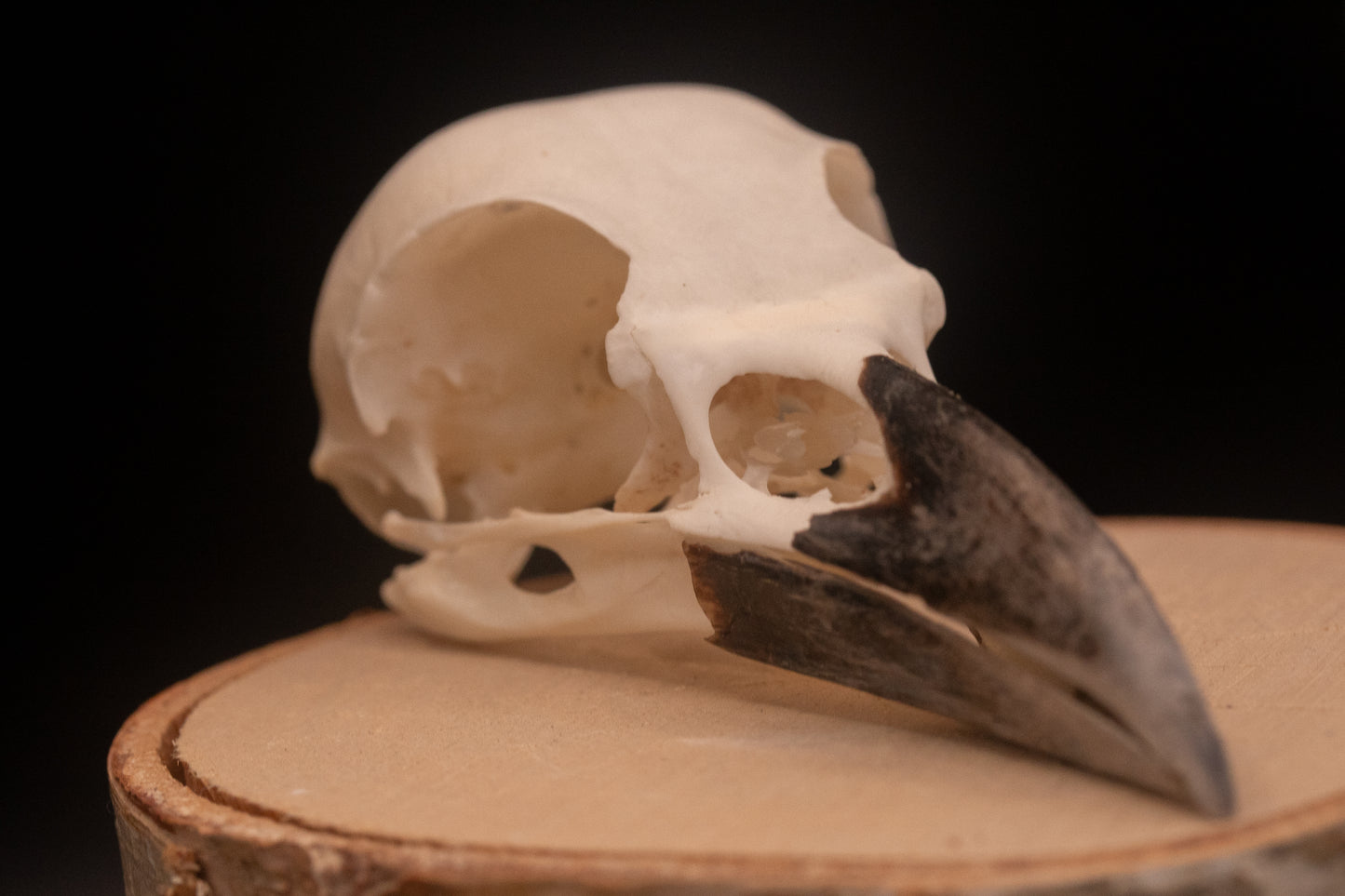 Crow Skull