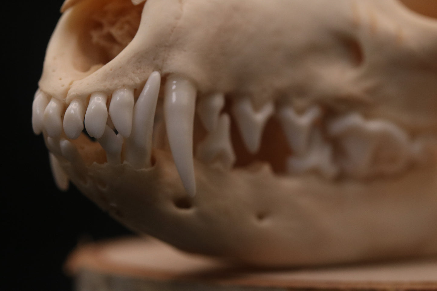 Fox Skull