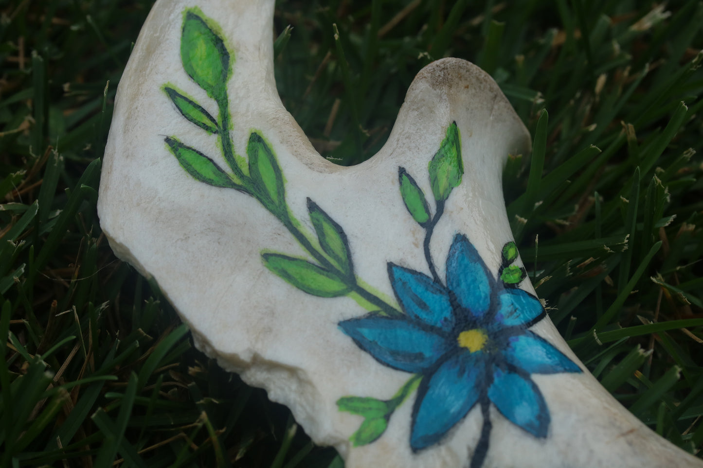 Hand Painted Buffalo Jaw