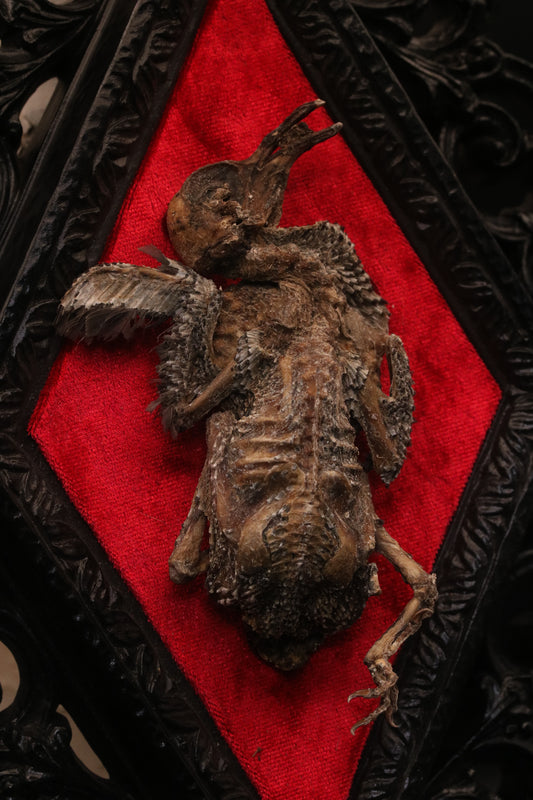 Mummified Pigeon Chick