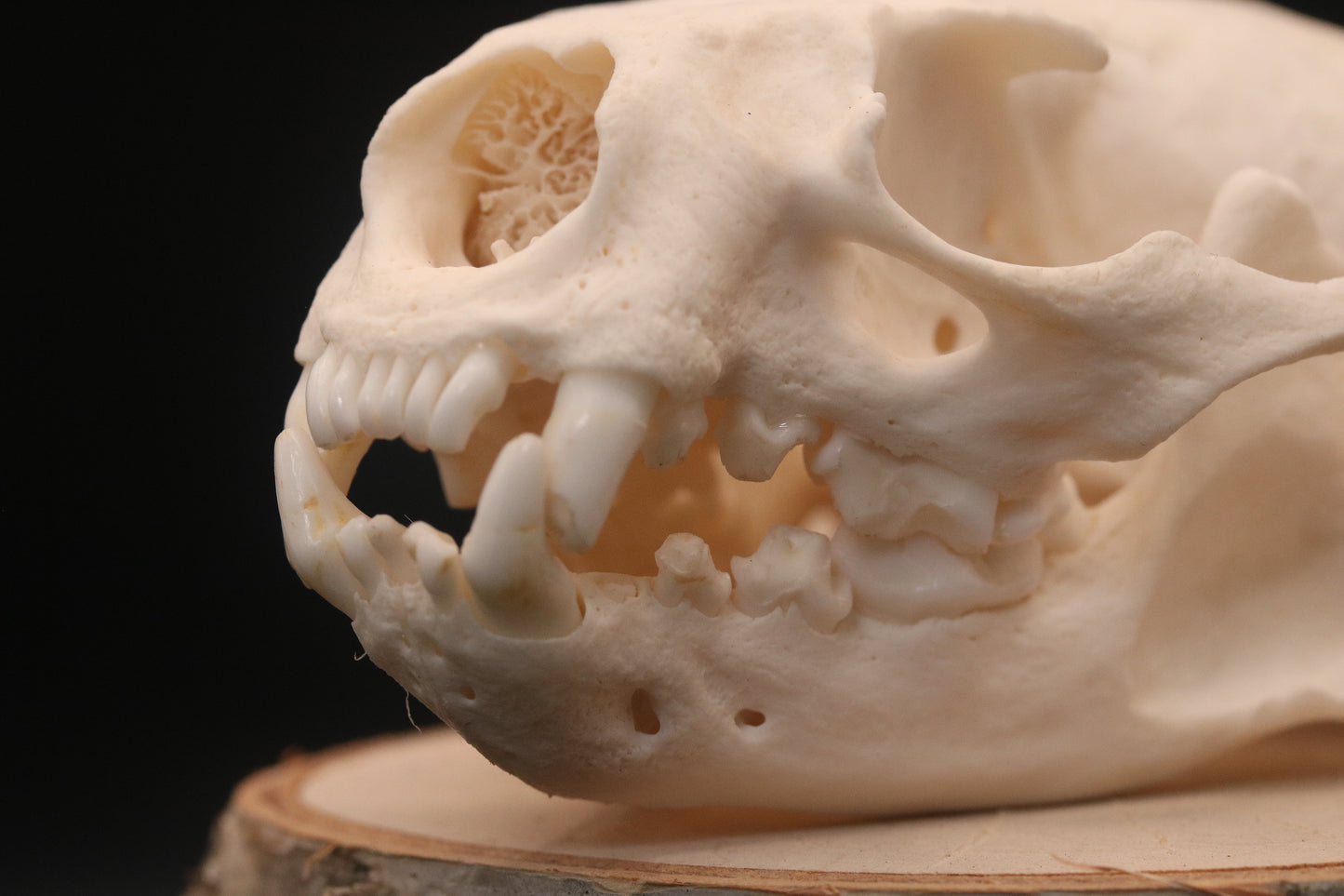Otter Skull