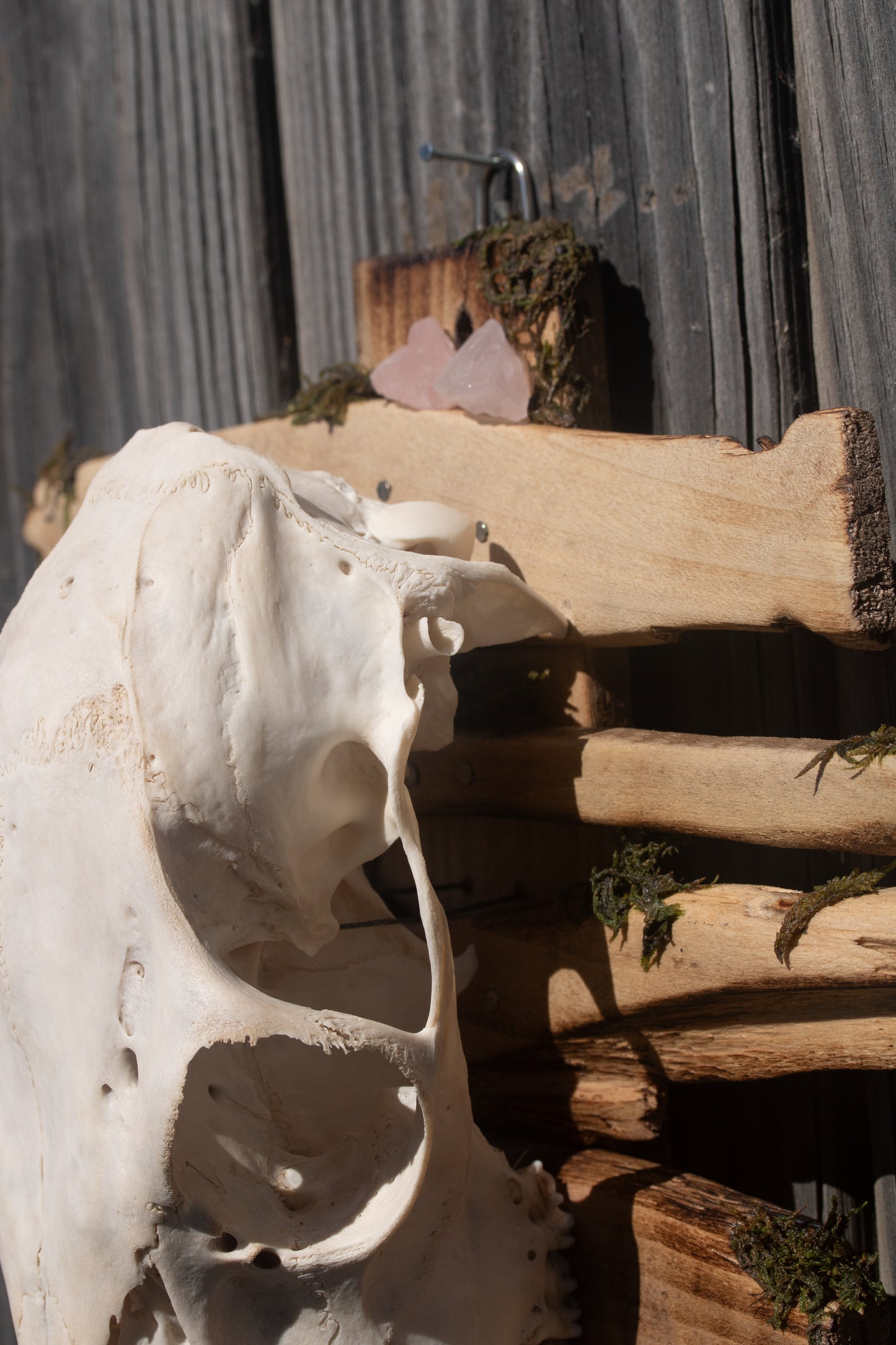 Deer Skull Mount - Fancy