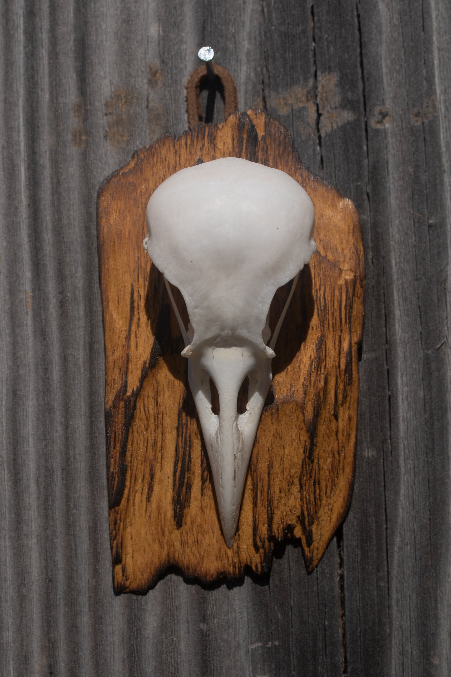 Simple Crow Skull Mount