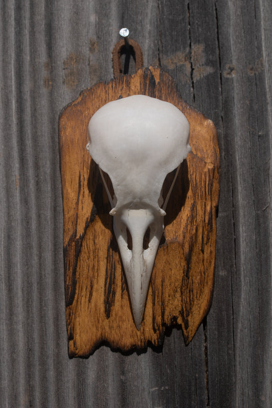 Simple Crow Skull Mount