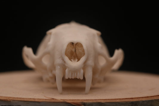 Mink Skull