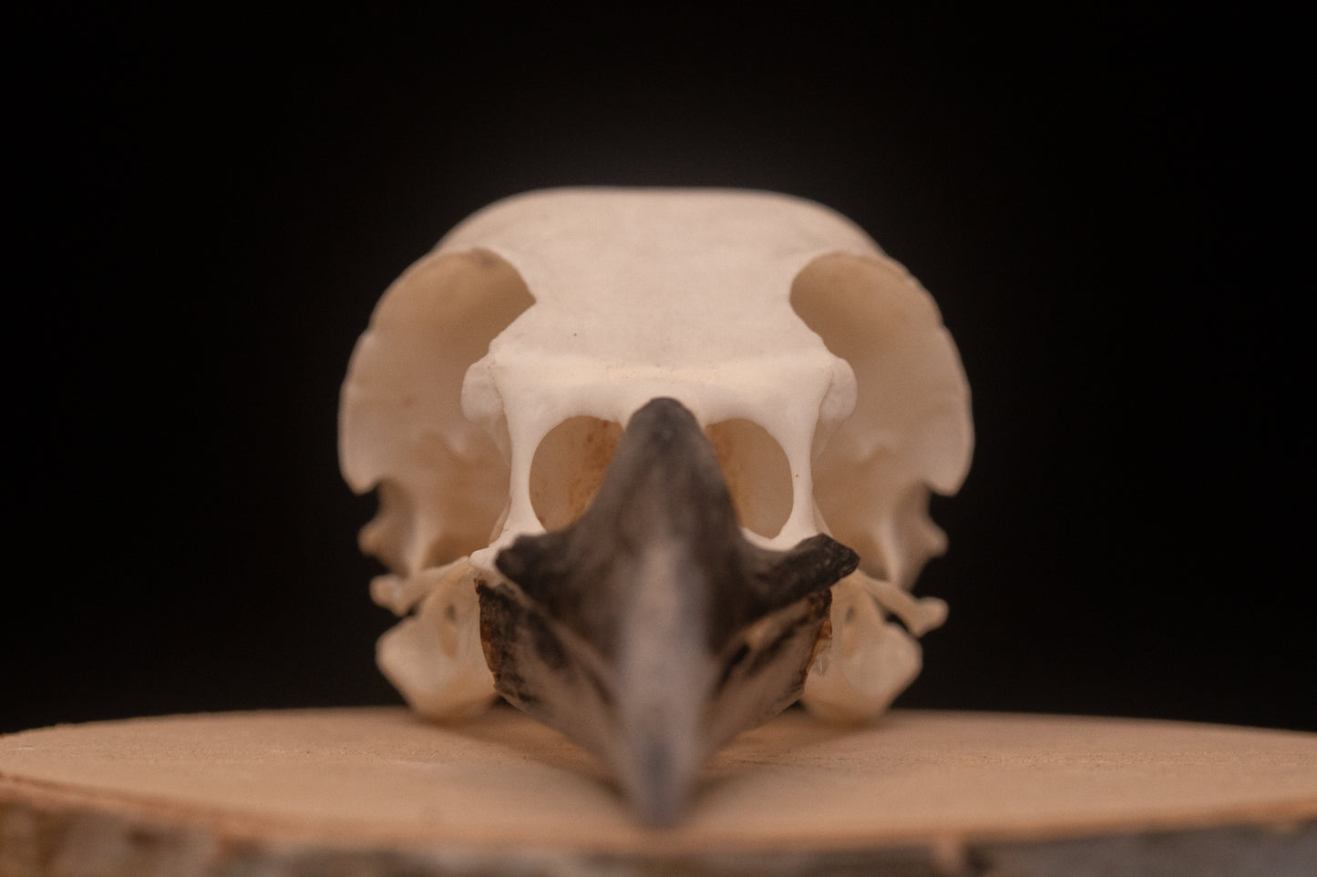 Crow Skull