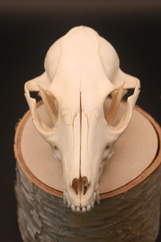 Fox Skull
