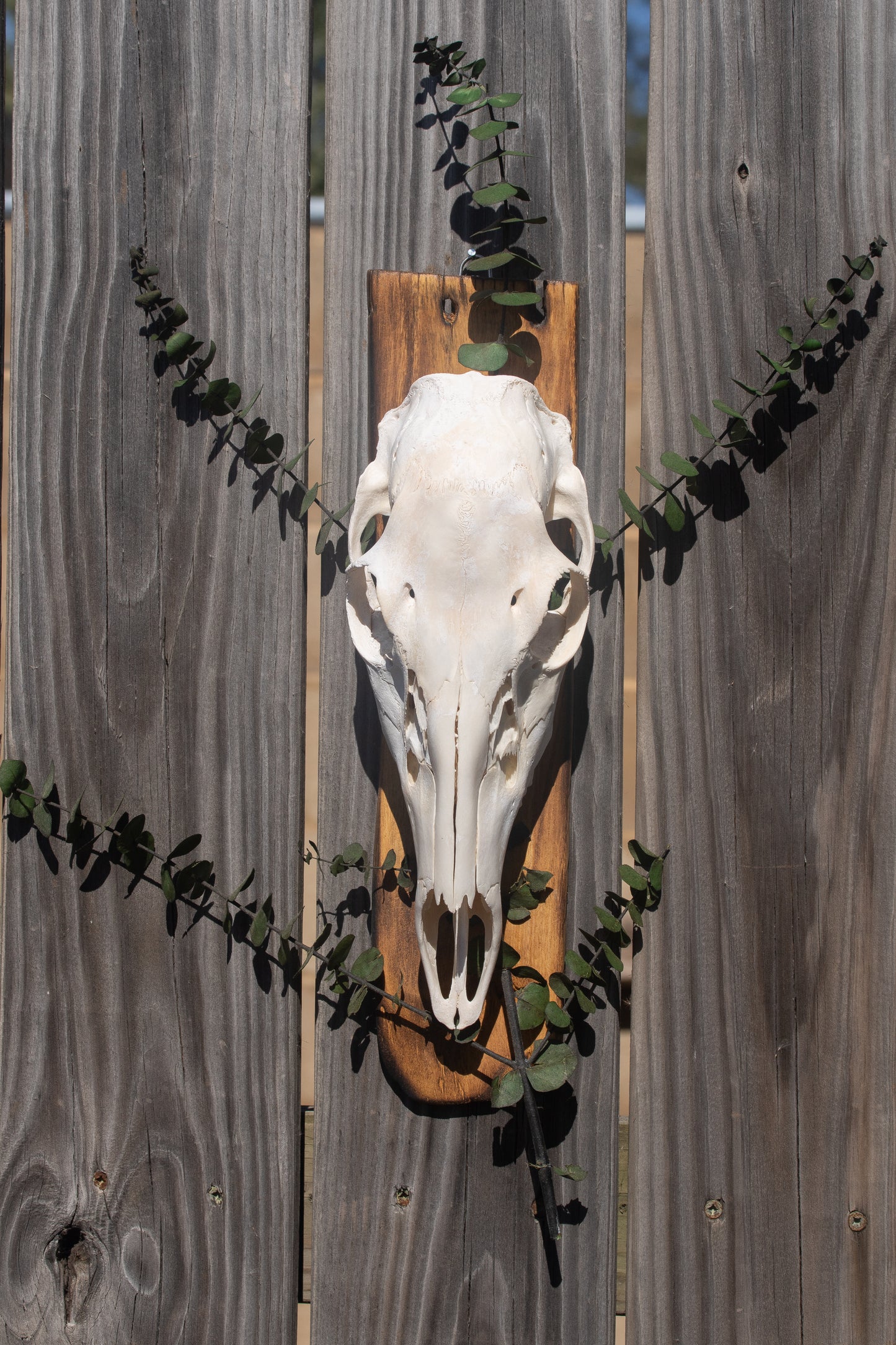 Whitetail Doe & Dried Eucalyptus