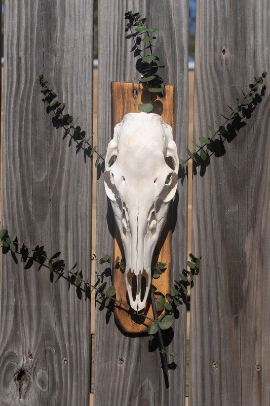 Whitetail Doe & Dried Eucalyptus
