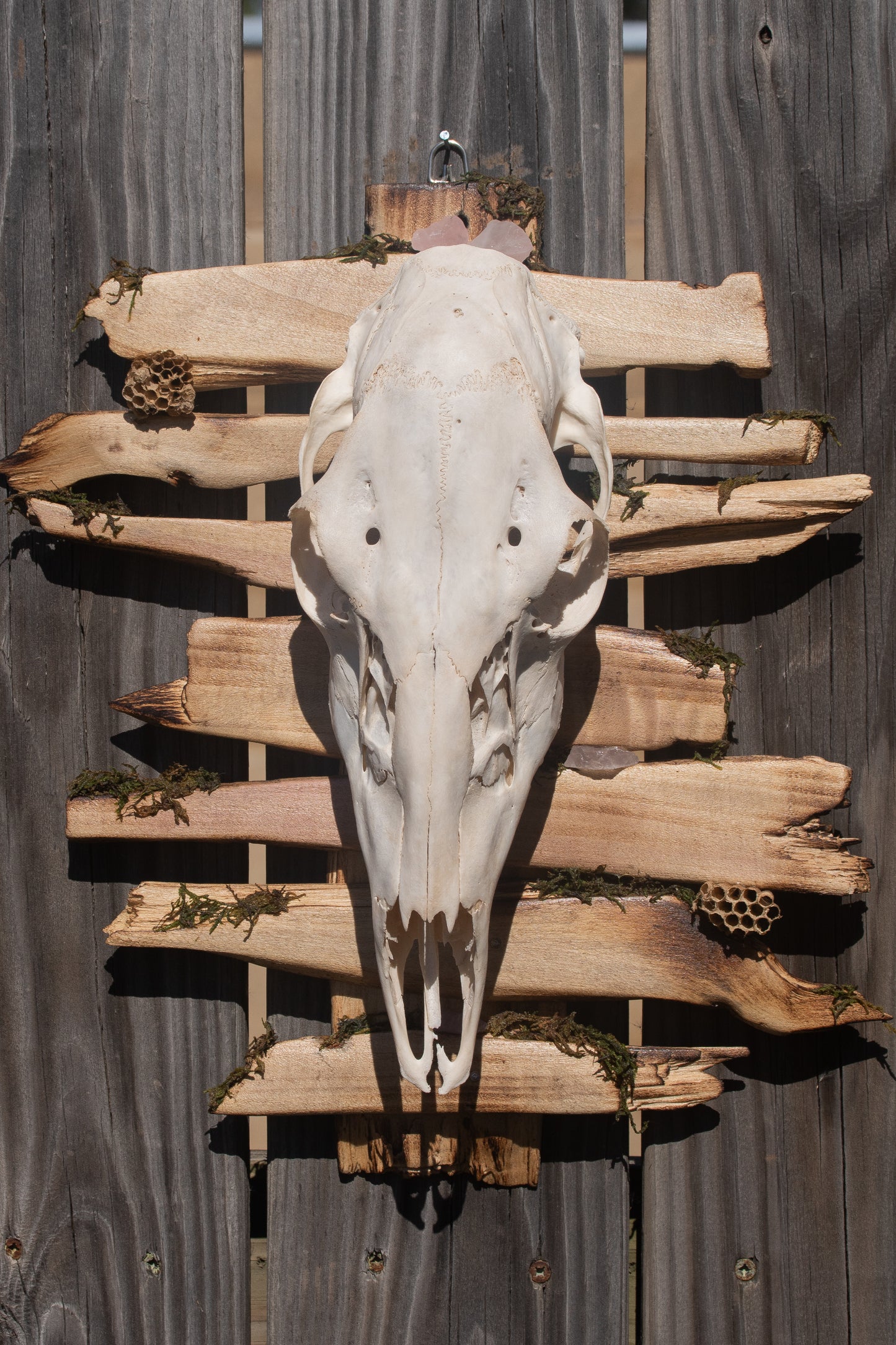 Deer Skull Mount - Fancy