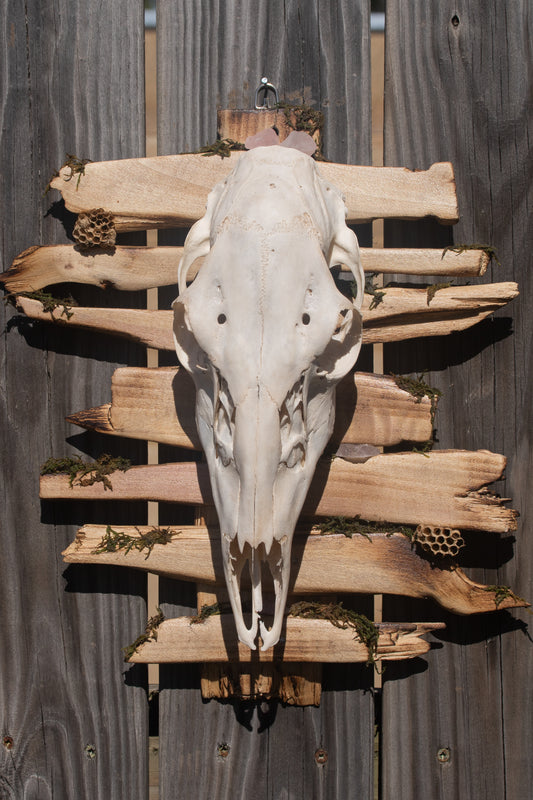 Deer Skull Mount - Fancy