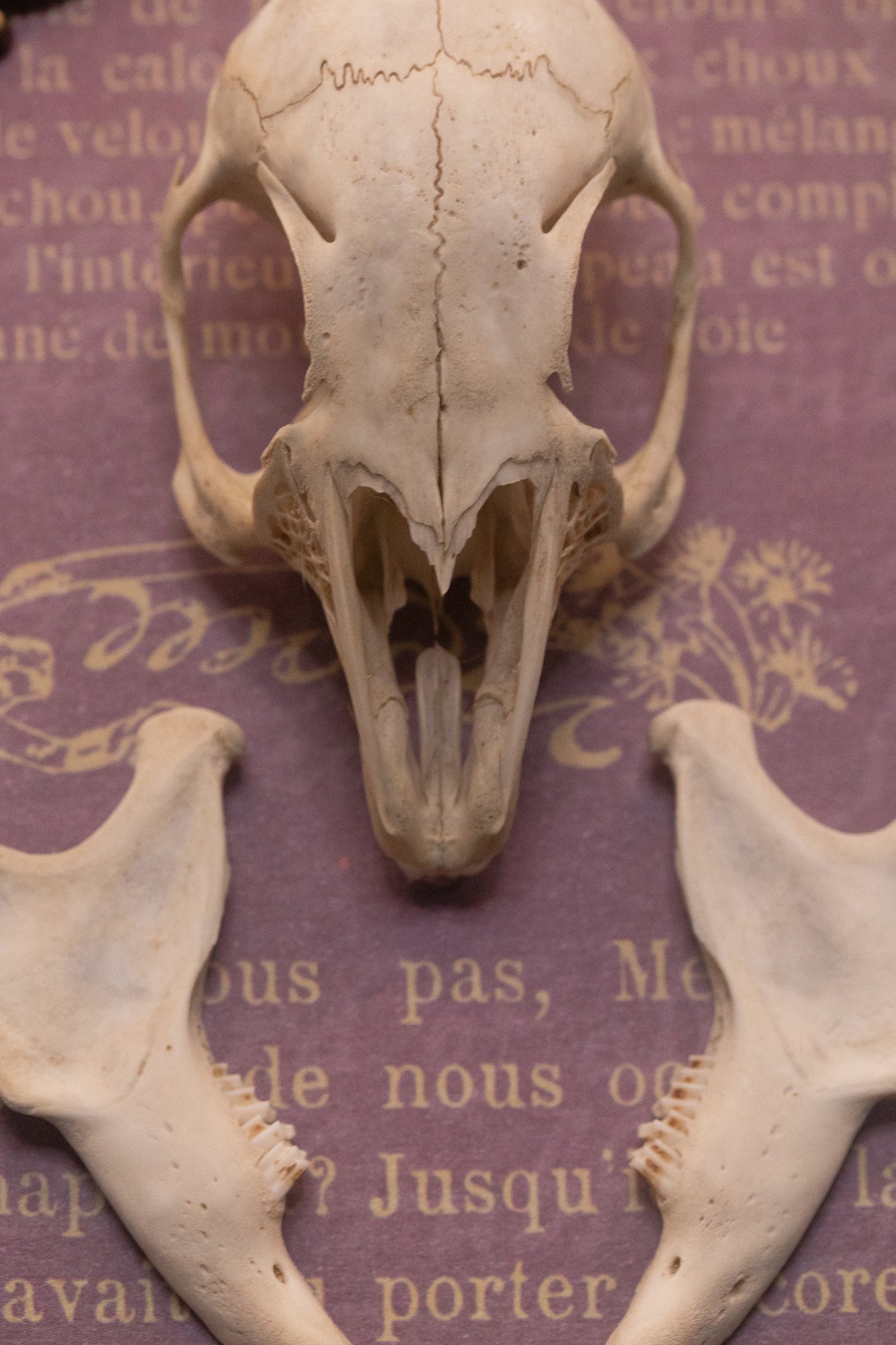 Framed Squirrel Skull