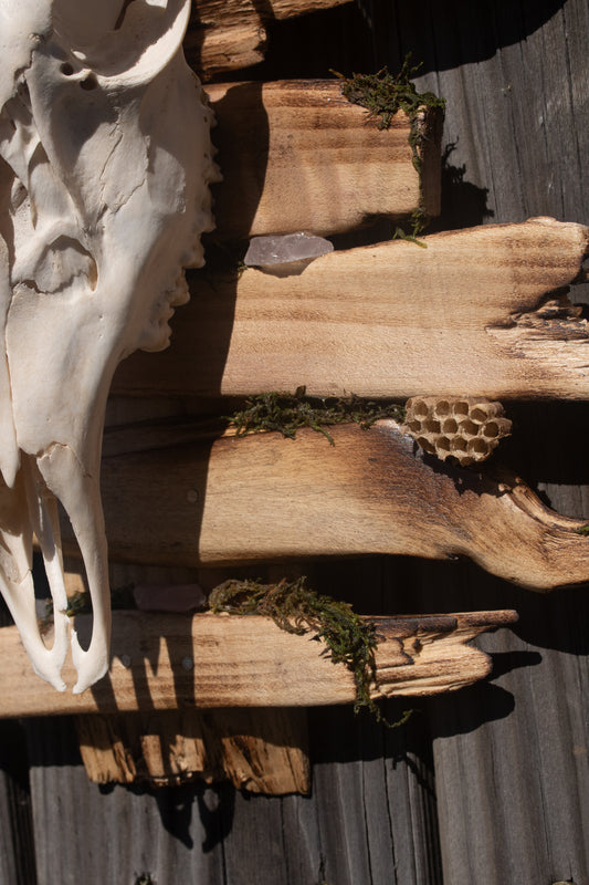 Deer Skull Mount - Fancy