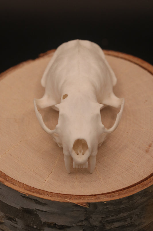 Mink Skull