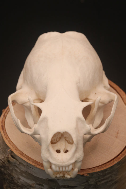 Otter Skull