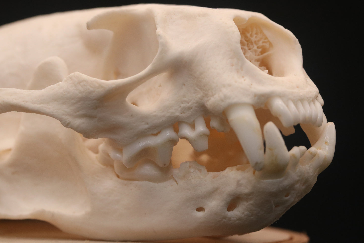 Otter Skull