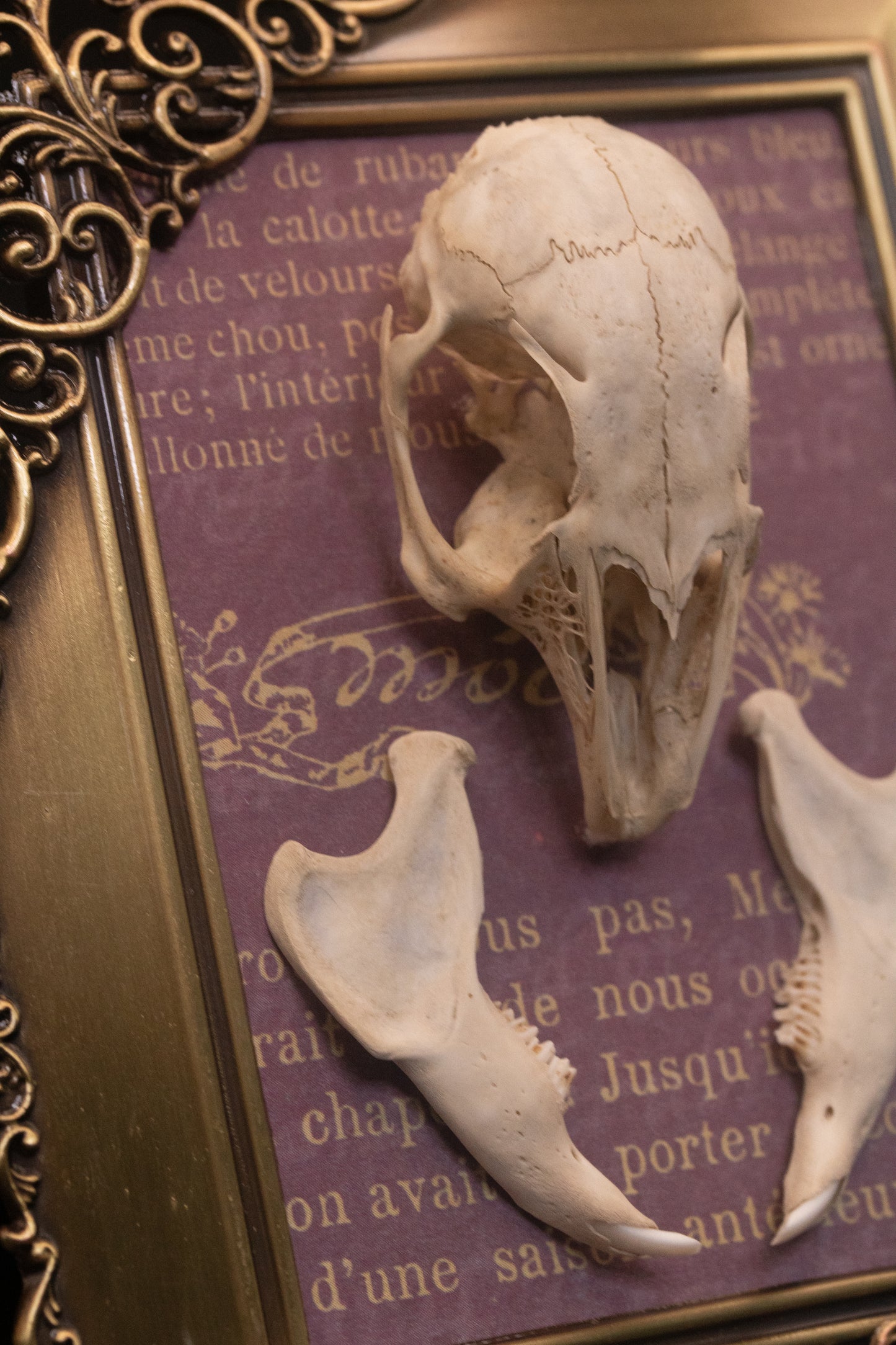Framed Squirrel Skull