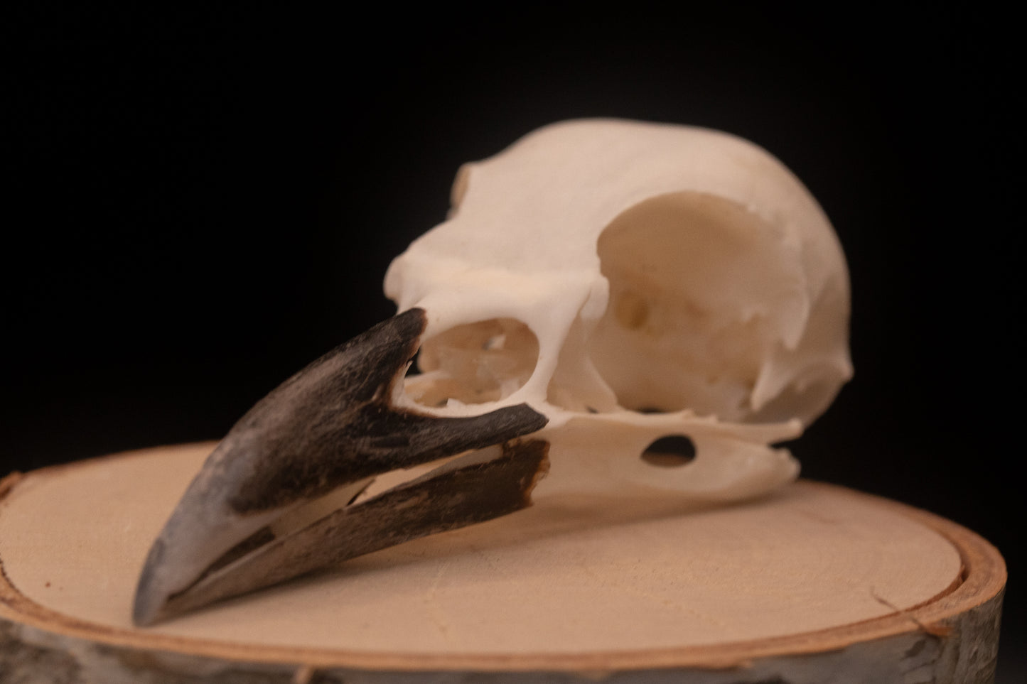 Crow Skull