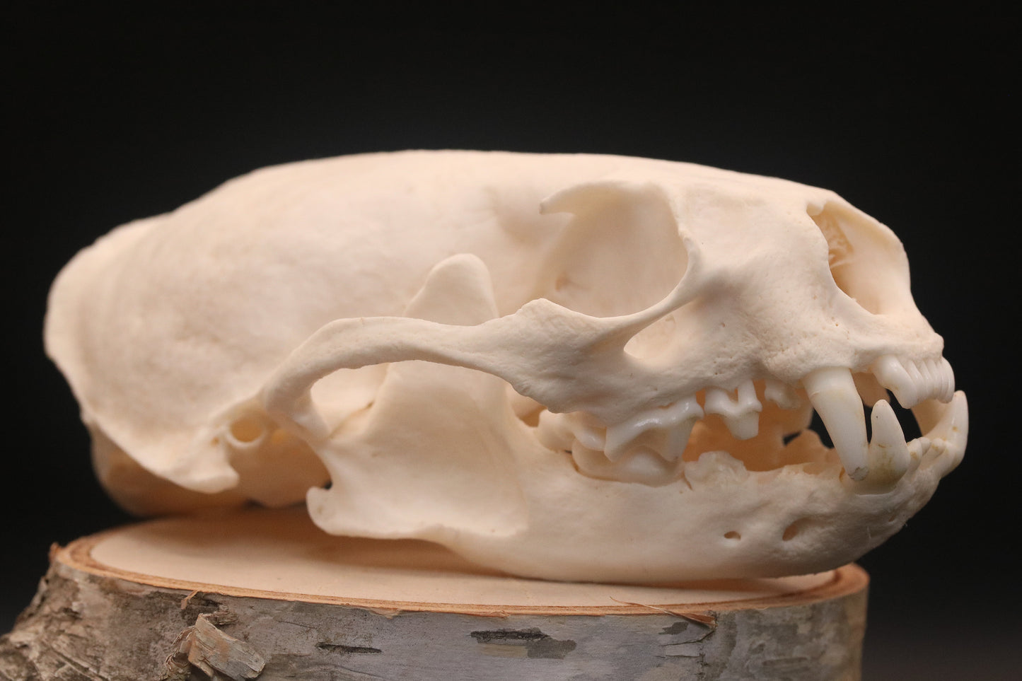 Otter Skull