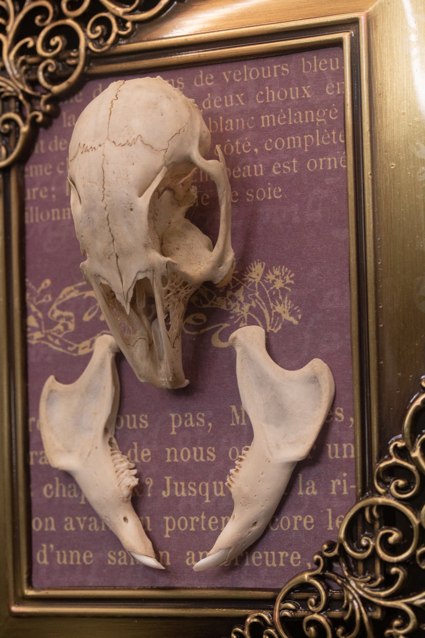 Framed Squirrel Skull