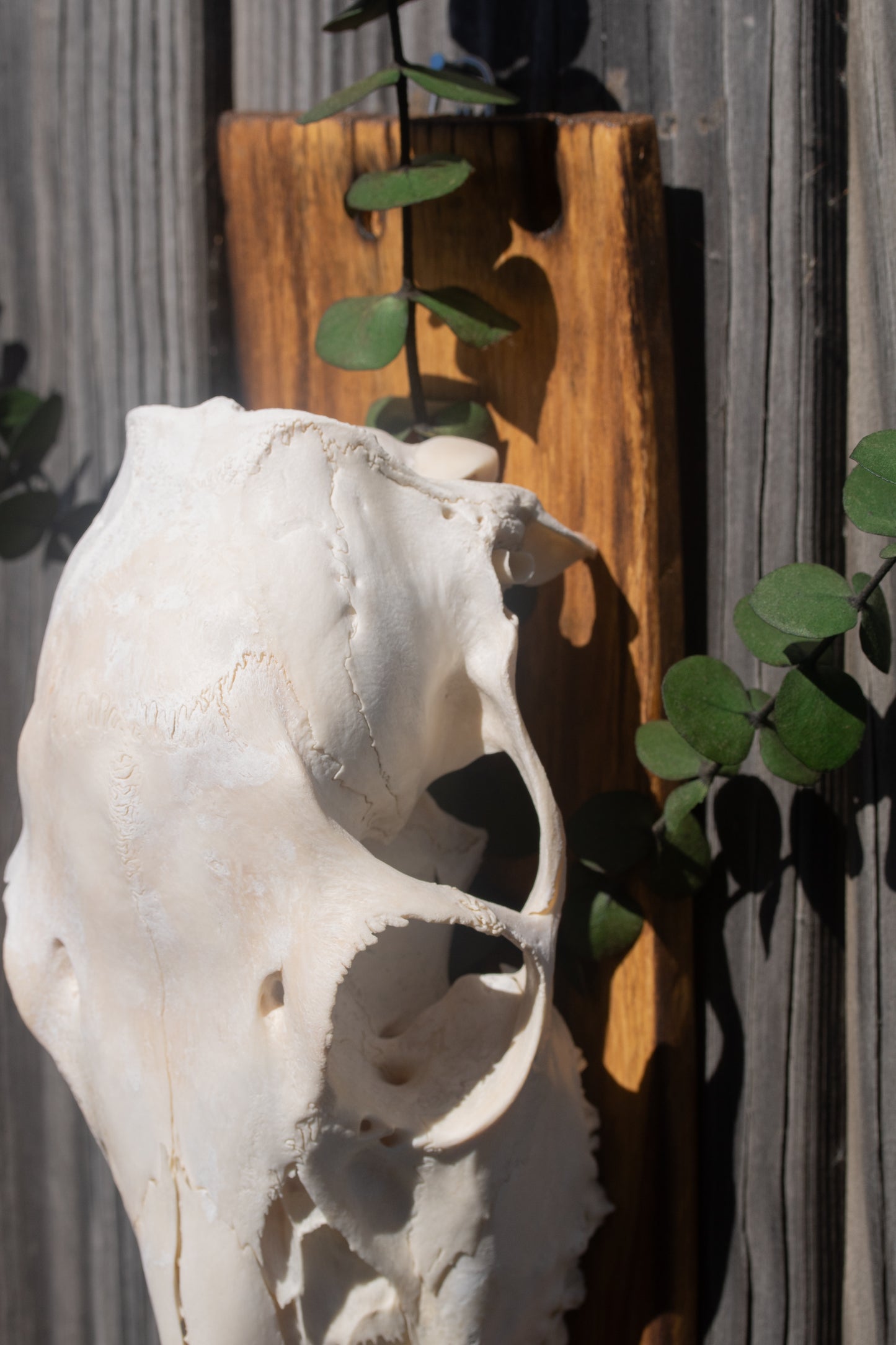 Whitetail Doe & Dried Eucalyptus