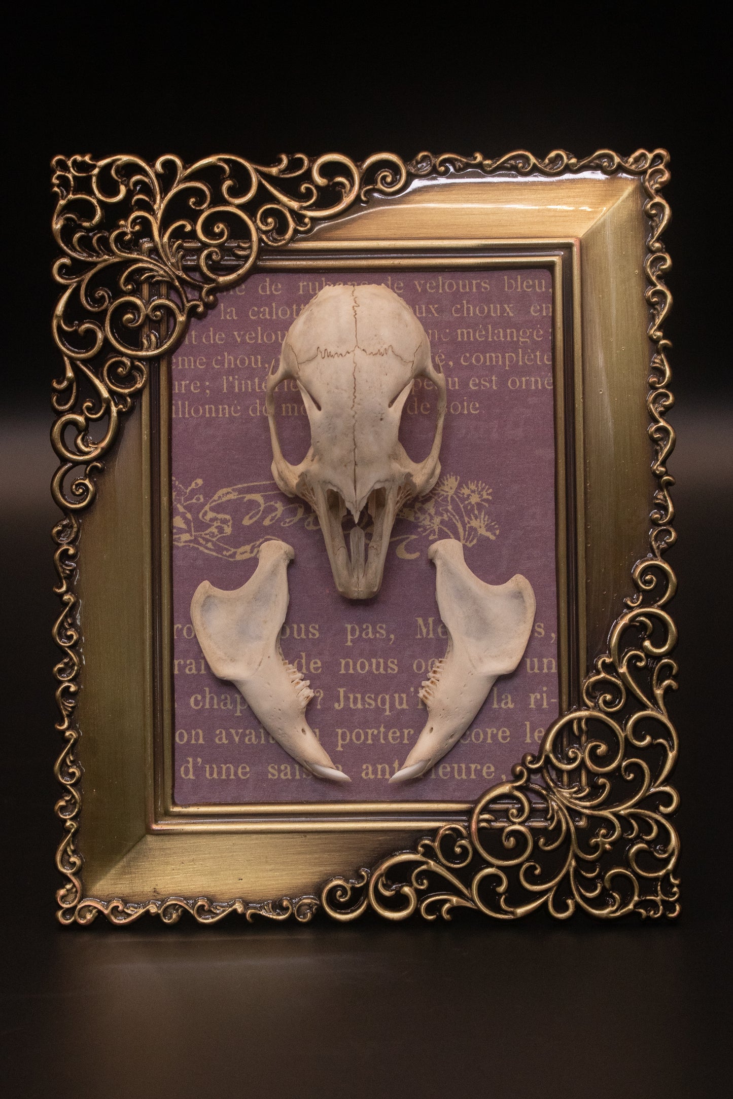Framed Squirrel Skull