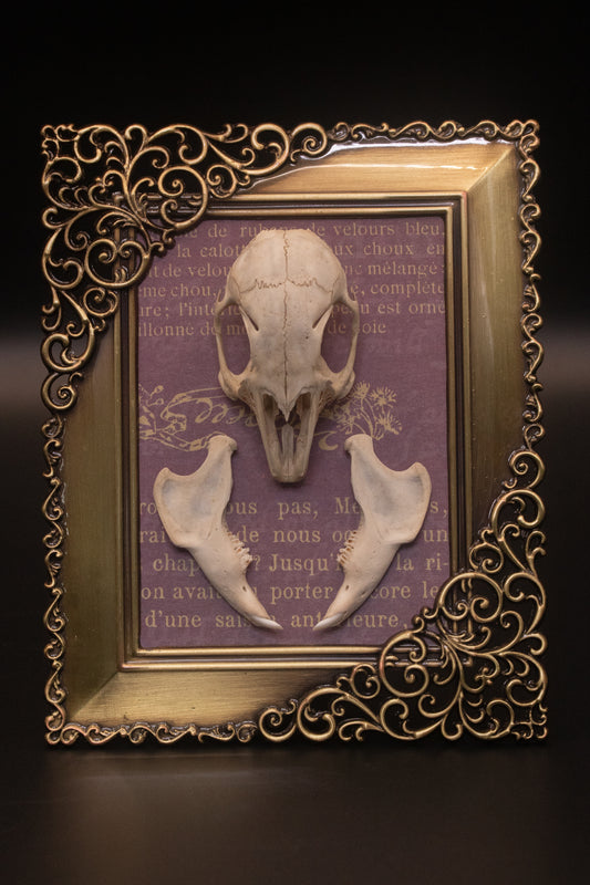 Framed Squirrel Skull