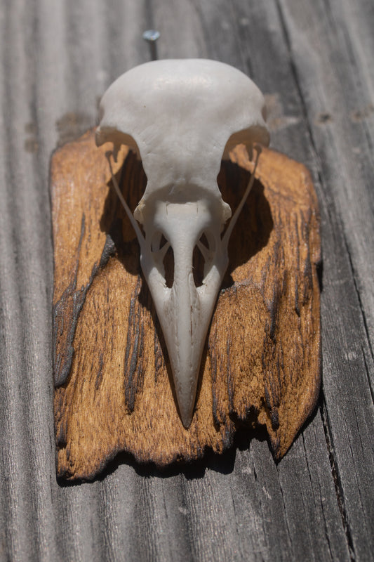 Simple Crow Skull Mount
