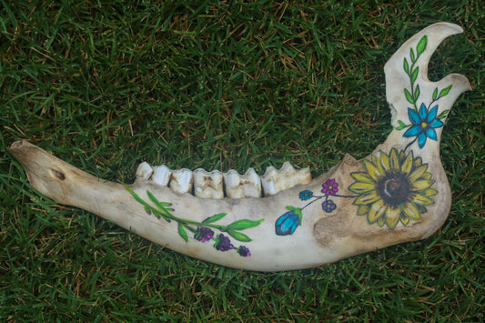 Hand Painted Buffalo Jaw