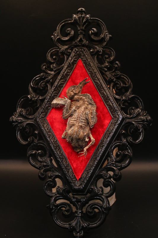 Mummified Pigeon Chick