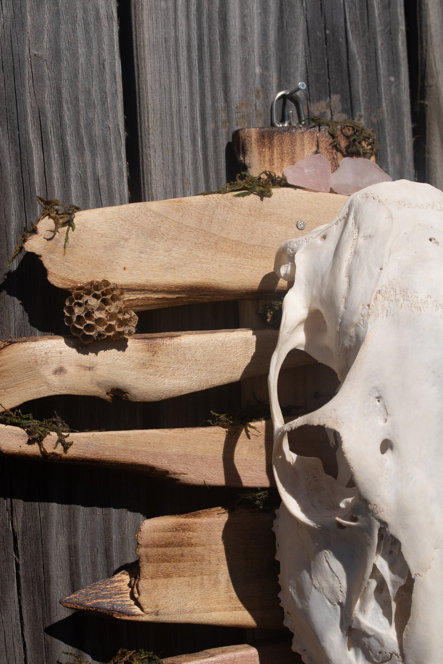 Deer Skull Mount - Fancy