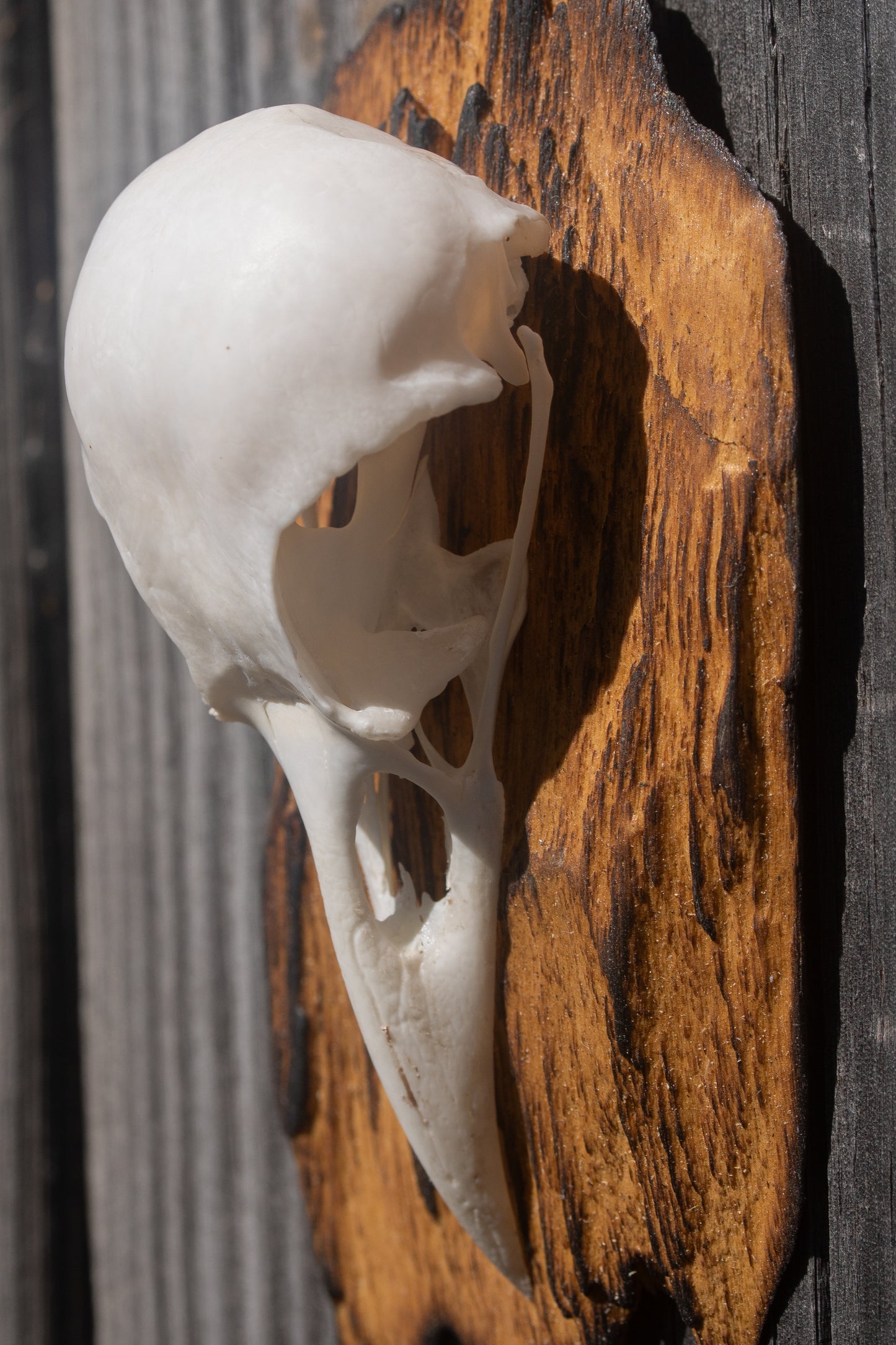 Simple Crow Skull Mount