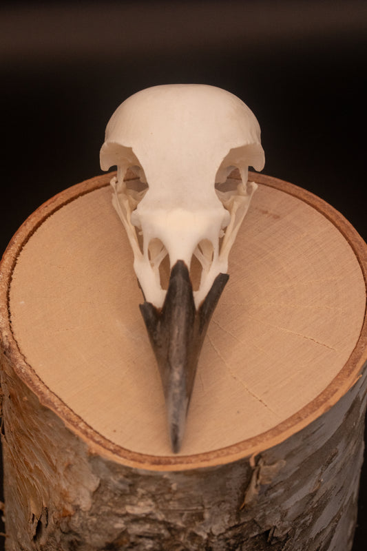 Crow Skull