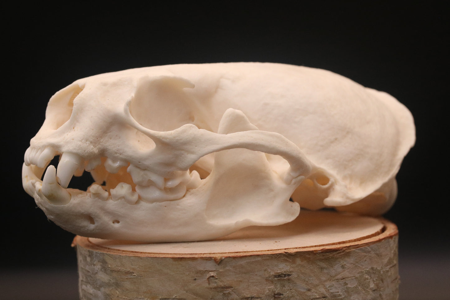 Otter Skull